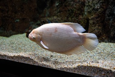 İspanya 'daki Zaragoza hayvanat bahçesinin akvaryumunda yüzen küçük, güzel bir balık.