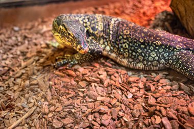 Güzel, tehditkar kertenkele sürüngen hayvanat bahçesinde.