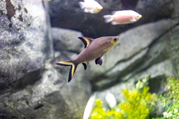 Krásné Malé Rybí Zvířátko Plavání Akváriu Zoo Zaragoza Španělsku Tmavém — Stock fotografie