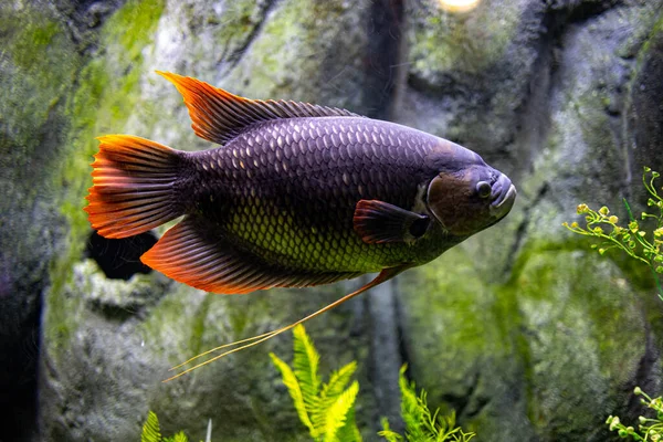 Krásné Malé Rybí Zvířátko Plavání Akváriu Zoo Zaragoza Španělsku Tmavém — Stock fotografie