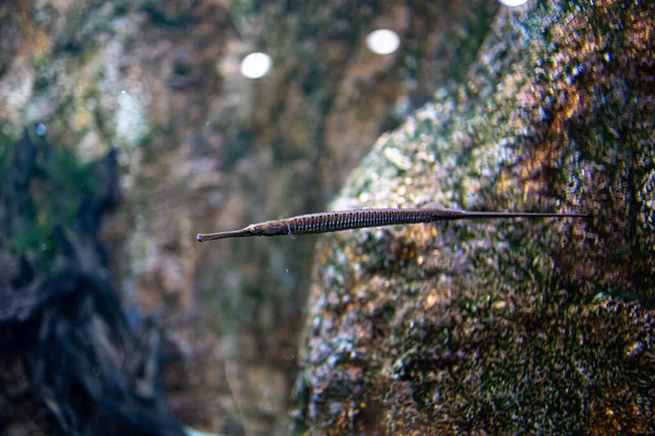 Mooie Kleine Visjes Zwemmen Het Aquarium Van Dierentuin Van Zaragoza — Stockfoto