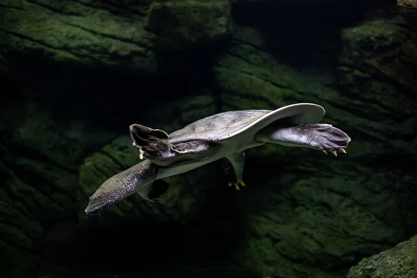 Hermosa Tortuga Reptil Animal Nadando Acuario Zoológico Primer Plano —  Fotos de Stock