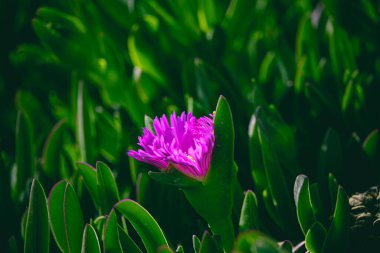 Güzel bahar narin mor çiçekli buz bitkisi yeşil yaprakların arasında yakın plan oluşturur.