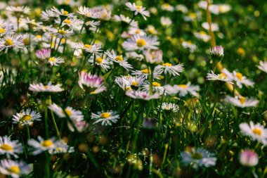 Ilık bir bahar gününde yeşil bir çayırda güzel beyaz papatyalar yakın planda.