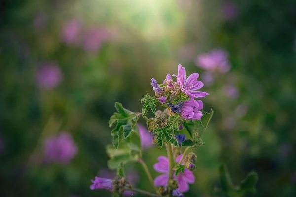 Hermosa Flor Malva Salvaje Púrpura Salvaje Prado Verde Día Primavera — Foto de Stock