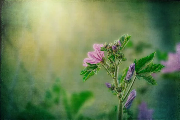 Bela Flor Malva Selvagem Roxo Selvagem Prado Verde Dia Primavera — Fotografia de Stock