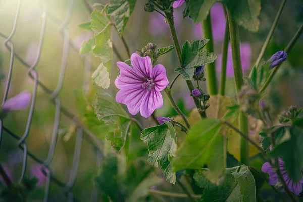 Güzel Mor Yaban Ördeği Çiçeği Ilkbahar Günü Yeşil Çayırda Yakın — Stok fotoğraf