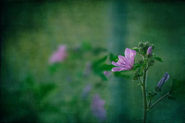 Hermosa Flor Malva Salvaje Púrpura Salvaje Prado Verde Día Primavera — Foto de Stock