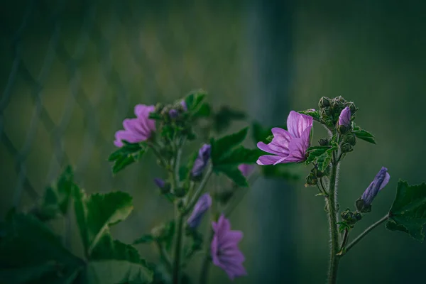 Güzel Mor Yaban Ördeği Çiçeği Ilkbahar Günü Yeşil Çayırda Yakın — Stok fotoğraf