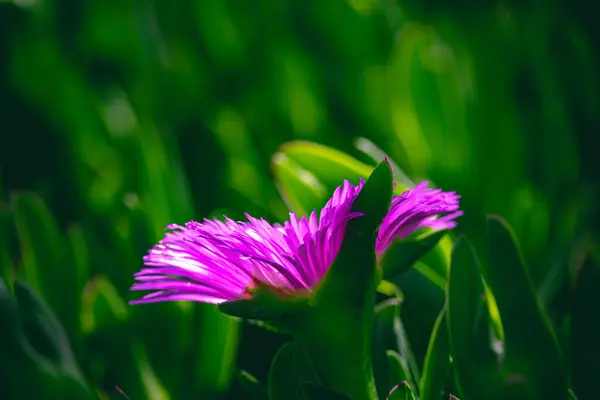 Schöne Frühling Zarte Lila Blume Eispflanze Zwischen Grünen Blättern Nahaufnahme — Stockfoto