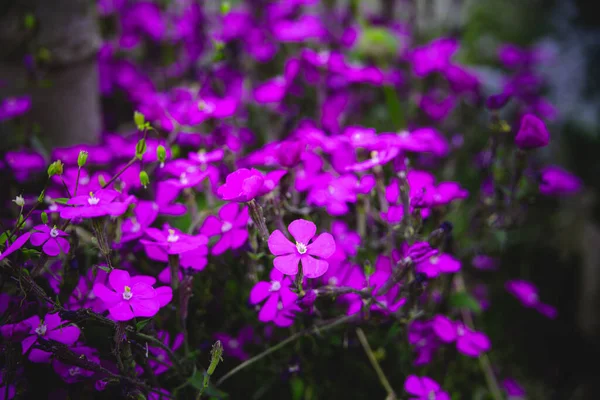Belle Fleur Violette Délicate Printemps Parmi Les Feuilles Vertes Gros — Photo