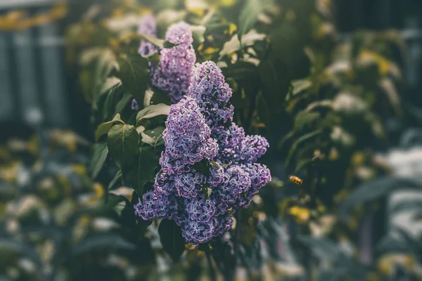 Hermosa Flor Lila Púrpura Sobre Fondo Hojas Verdes Cálido Día —  Fotos de Stock