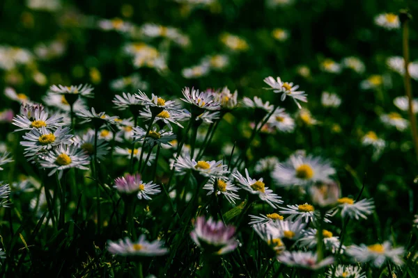 Bellissime Margherite Bianche Prato Verde Caldo Sfondo Primaverile — Foto Stock