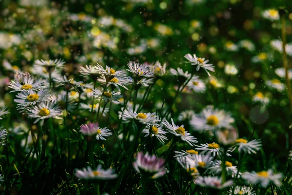 Bellissime Margherite Bianche Prato Verde Caldo Sfondo Primaverile — Foto Stock