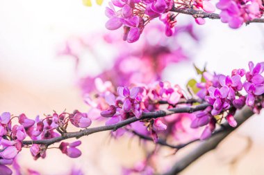 Ilık bir bahar gününde İspanya 'da güzel bir menekşe çiçek açan Jacaranda ağacı.