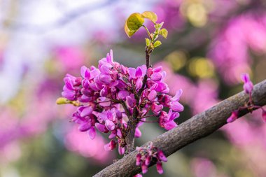 Ilık bir bahar gününde İspanya 'da güzel bir menekşe çiçek açan Jacaranda ağacı.
