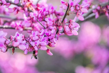 Ilık bir bahar gününde İspanya 'da güzel bir menekşe çiçek açan Jacaranda ağacı.