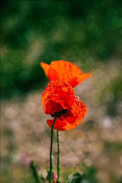 暖かい春の日差しの中の緑の草原を背景にした美しい赤いケシの花が — ストック写真