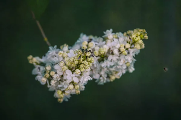 Beautiful White Lilac Flower Background Green Leaves Warm Spring Day — Stock Photo, Image