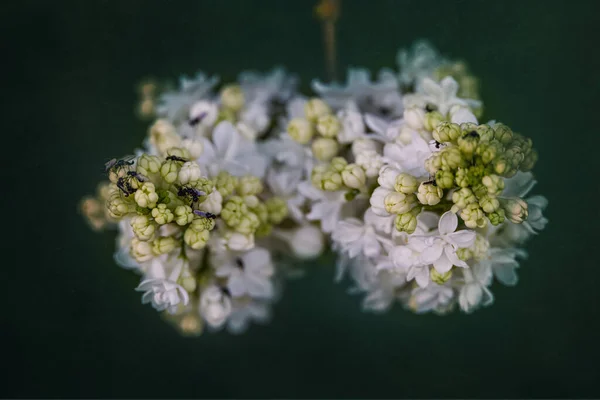 Mooie Witte Lila Bloem Een Achtergrond Van Groene Bladeren Een — Stockfoto