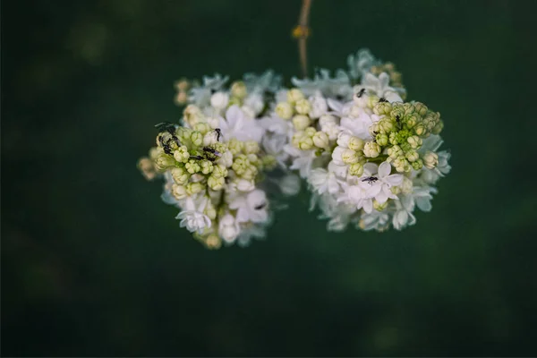 Gyönyörű Fehér Lila Virág Háttér Zöld Levelek Egy Meleg Tavaszi — Stock Fotó