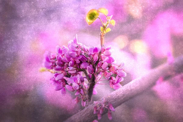 Close Bela Árvore Jacaranda Florescendo Violeta Dia Quente Primavera Espanha — Fotografia de Stock