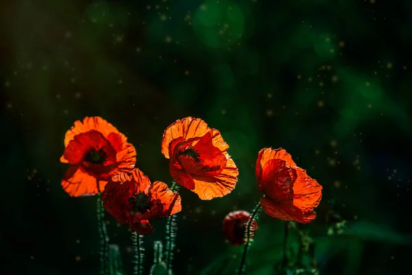 美丽的红色罂粟花朵映衬在绿色的草地上 在温暖的春天阳光的映衬下 — 图库照片