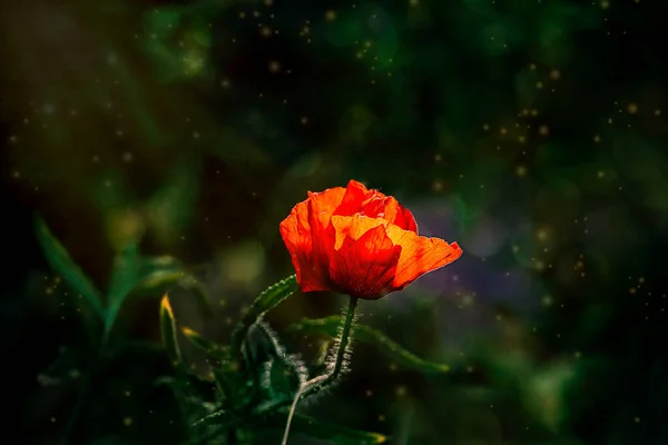 Schöne Rote Mohnblumen Auf Dem Hintergrund Einer Grünen Wiese Der — Stockfoto