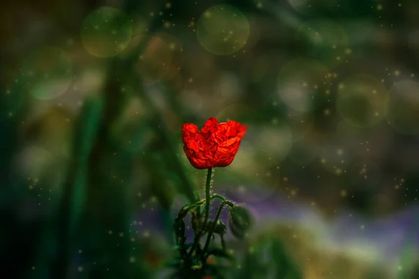 Piękne Czerwone Kwiaty Maku Tle Zielonej Łąki Ciepłym Wiosennym Słońcu — Zdjęcie stockowe