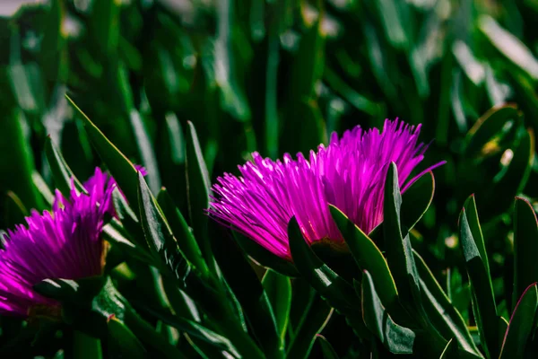 Krásný Jaro Jemný Fialový Květ Led Rostlina Mezi Zelenými Listy — Stock fotografie