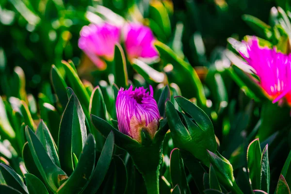 Bela Primavera Delicada Flor Roxa Planta Gelo Entre Folhas Verdes — Fotografia de Stock