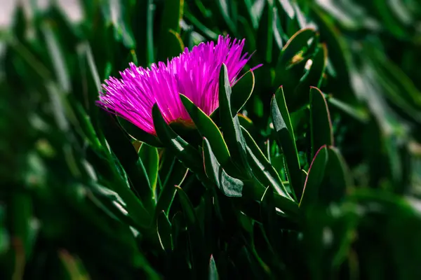 Krásný Jaro Jemný Fialový Květ Led Rostlina Mezi Zelenými Listy — Stock fotografie