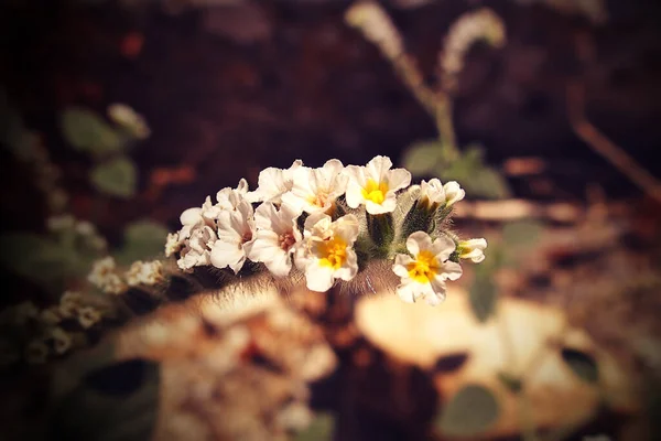 Bellissimo Piccolo Fiore Bianco Primo Piano Una Giornata Calda — Foto Stock