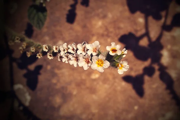 Красивый Маленький Белый Цветок Крупным Планом Жаркий День — стоковое фото