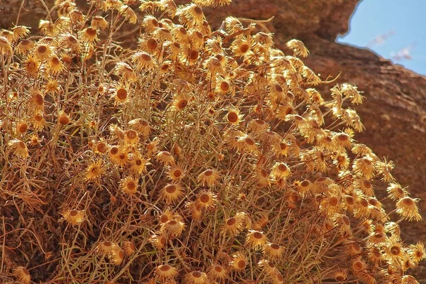 Красива Квітка Фаголона Тепле Літнє Сонце Впритул — стокове фото