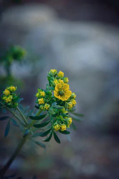 Pequena Flor Primavera Amarela Bonita Contexto Jardim Verde Close — Fotografia de Stock
