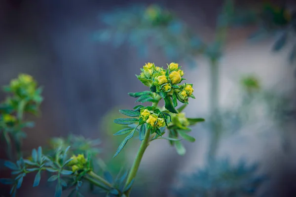 Beautiful Little Yellow Spring Flower Background Green Garden Close — Stock Photo, Image