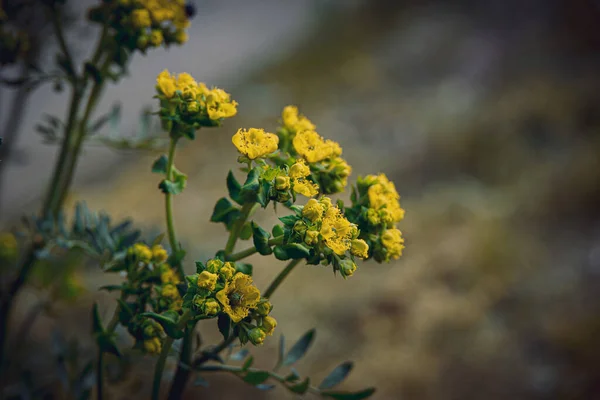 Красива Маленька Жовта Весняна Квітка Фоні Зеленого Саду Крупним Планом — стокове фото
