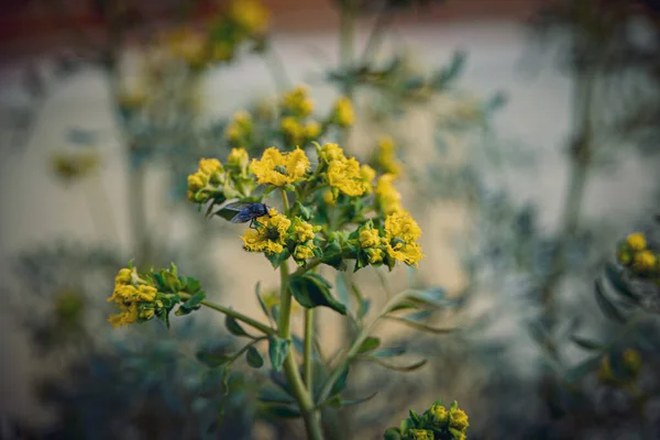 Hermosa Florecita Amarilla Primavera Sobre Fondo Jardín Verde Cerca —  Fotos de Stock