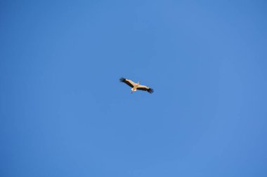 Uçan siyah beyaz leylek kuşuyla güzel mavi gökyüzü arkaplanı