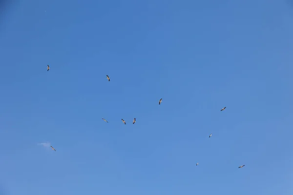 Bonito Azul Céu Fundo Com Voando Preto Branco Cegonha Pássaro — Fotografia de Stock