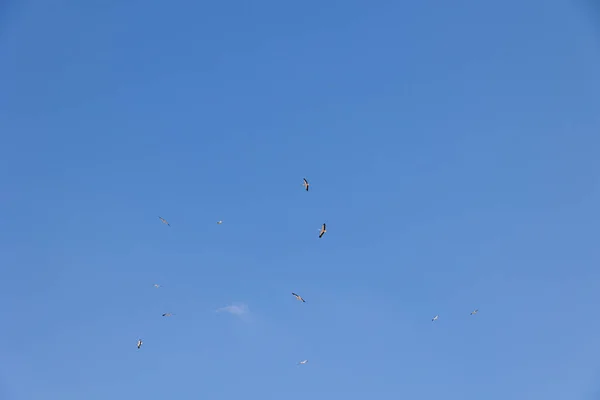 Bonito Azul Céu Fundo Com Voando Preto Branco Cegonha Pássaro — Fotografia de Stock