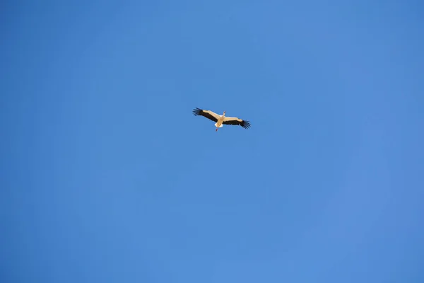 Piękne Błękitne Niebo Tło Latający Czarny Biały Bocian Ptak — Zdjęcie stockowe