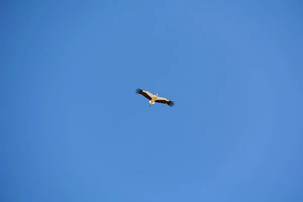 Mooie Blauwe Lucht Achtergrond Met Vliegende Zwart Wit Ooievaar Vogel — Stockfoto