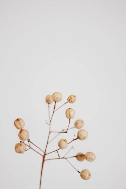 İlginç orjinal egzotik sonbahar ağacı tohumları açık arkaplanda