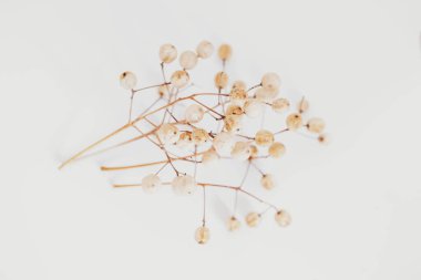 İlginç orjinal egzotik sonbahar ağacı tohumları açık arkaplanda