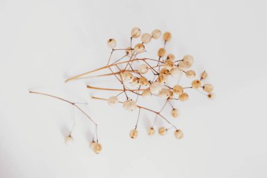 İlginç orjinal egzotik sonbahar ağacı tohumları açık arkaplanda