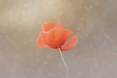 Kapalı kapılar ardında güzel kırmızı gelincik bir bahar çayırında