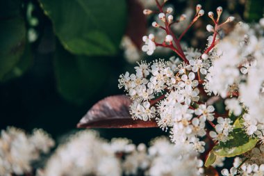 Güneşli bir günde, küçük beyaz çiçeklerle kaplanmış güzel bahar çalısı.