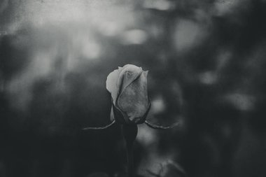 Güzel, narin bahar çiçekleri, güneşli bir bahçeye yakın planda yükseldi.